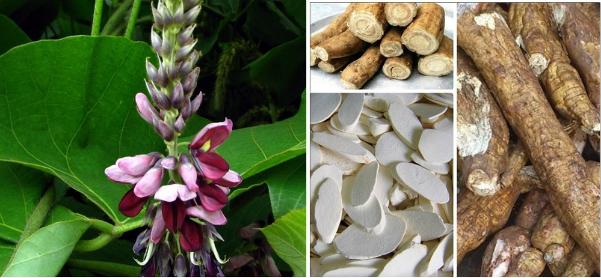 Sắn dây - vị thuốc thanh nhiệt, giải độc