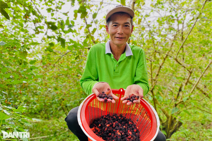 Trồng 2 loài cây ăn quả dễ tính như cây rừng, lão nông thu lãi bất ngờ