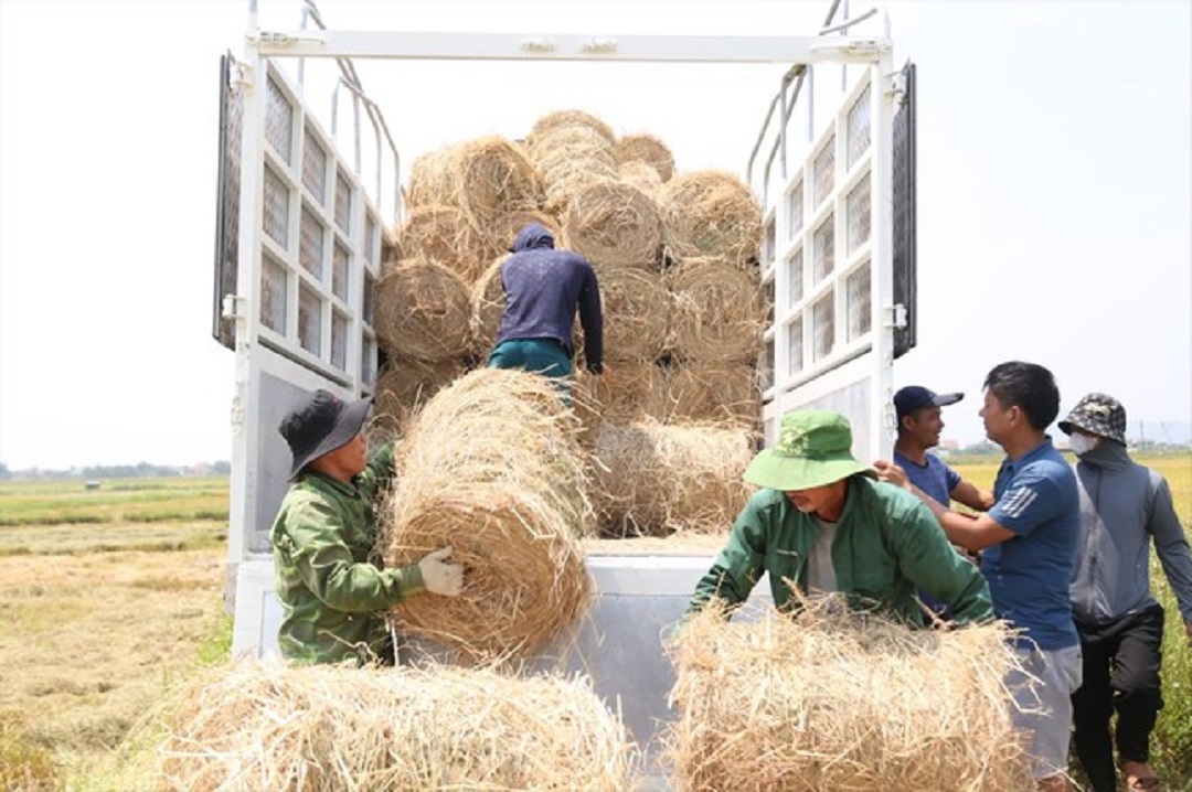 Anh nông dân kiếm tiền tỷ mỗi năm từ thứ vứt bỏ đầy đồng